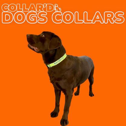 Reflective Dog Collars - 2.5 cm width