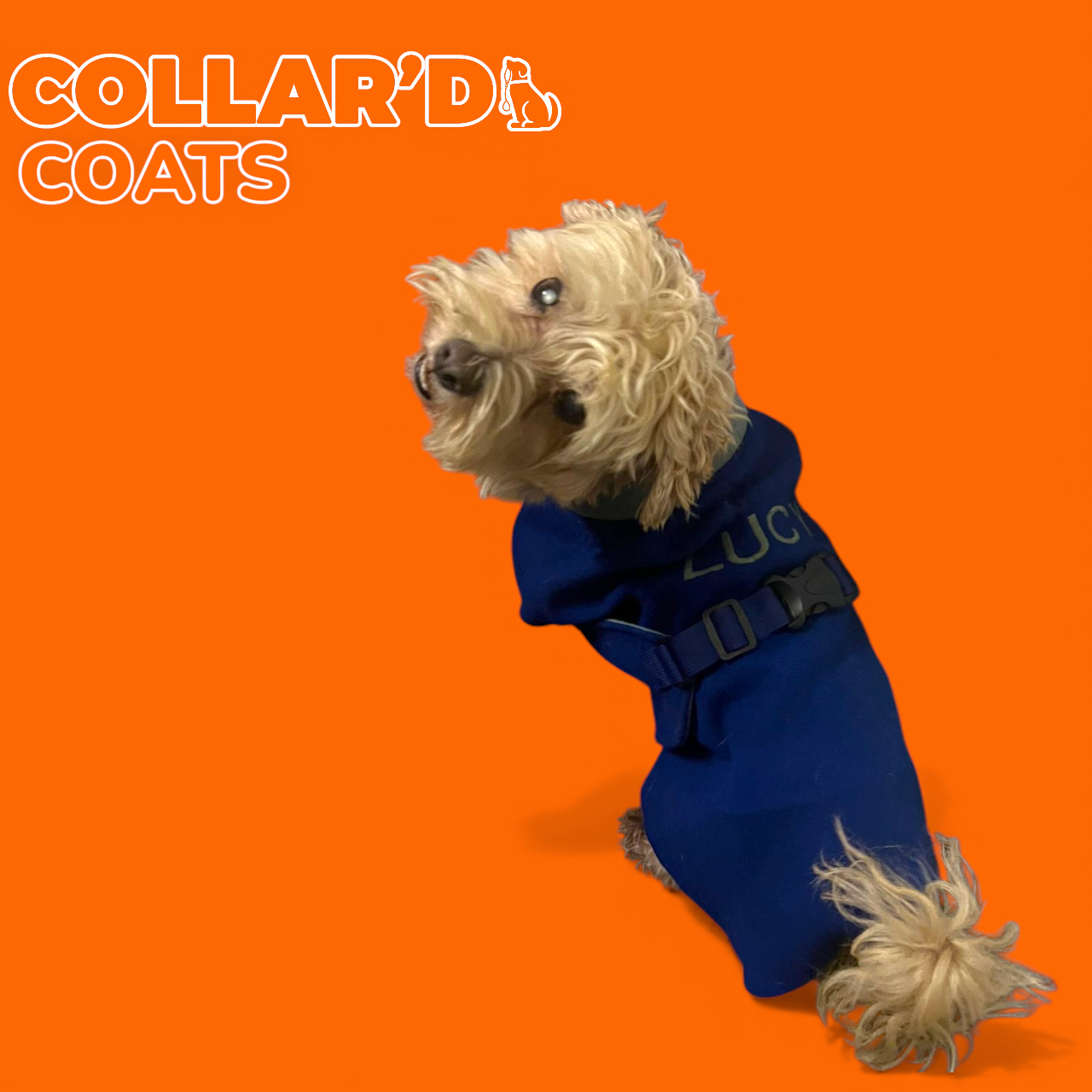 Dog Coats