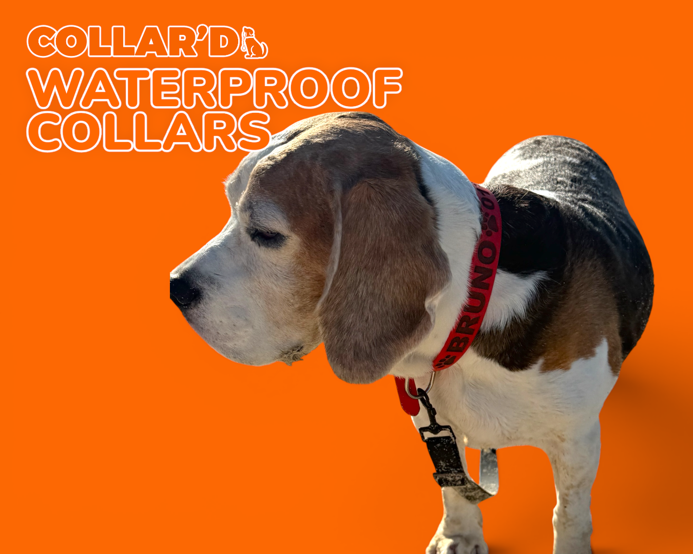 Waterproof Dog Collar